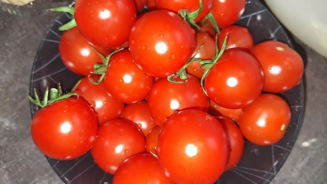 Конкильони, фаршированные креветками и моцареллой